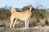 KANGAL 006